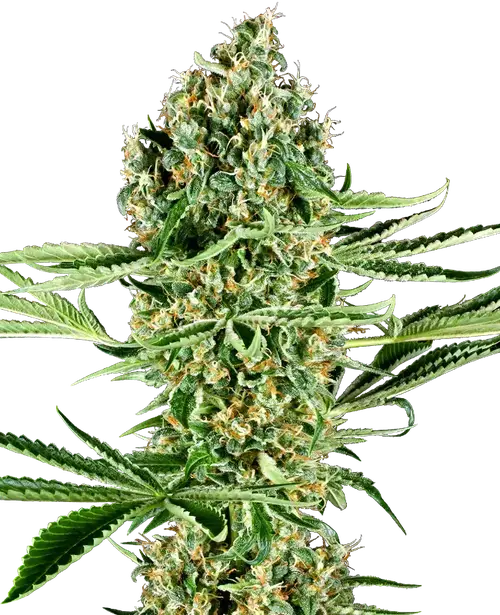 Critical Runtz Feminized