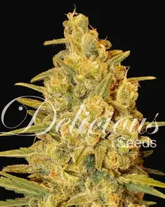 Critical Sensi Star