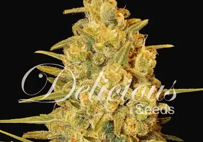Critical Sensi Star