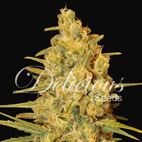 Critical Sensi Star
