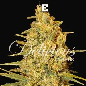 Critical Sensi Star Early Version
