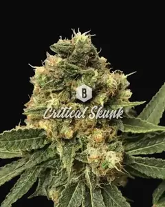 Critical Skunk