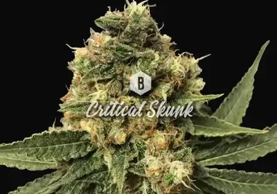 Critical Skunk
