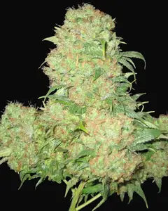 Critical Skunk