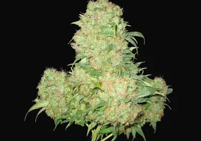 Critical Skunk