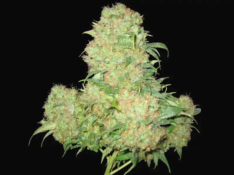 Critical Skunk
