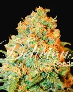 Critical Super Silver Haze