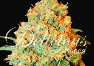 Critical Super Silver Haze