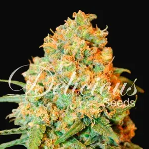 Critical Super Silver Haze