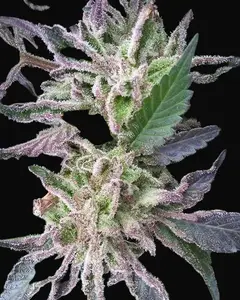 Critikush