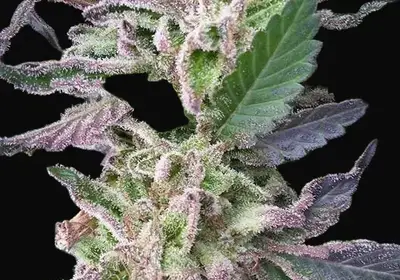 Critikush