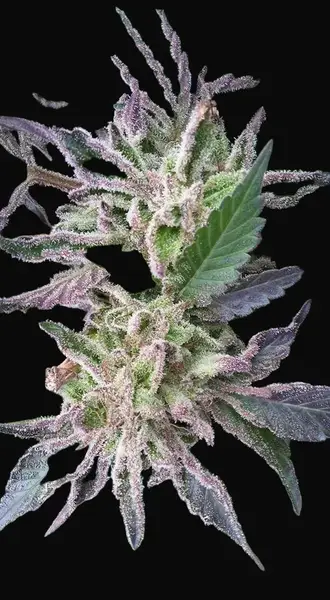 Critikush