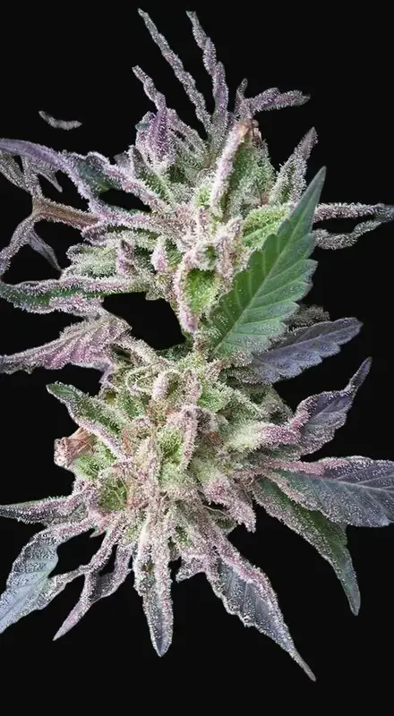 Critikush