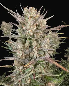 Crystal Blue Auto