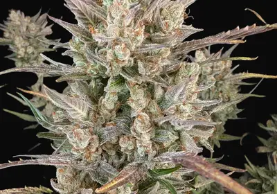 Crystal Blue Auto