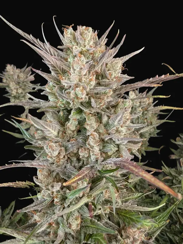 Crystal Blue Auto