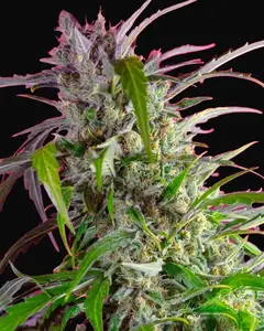 Crystal Candy Auto