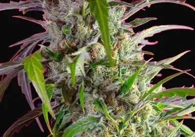 Crystal Candy Auto