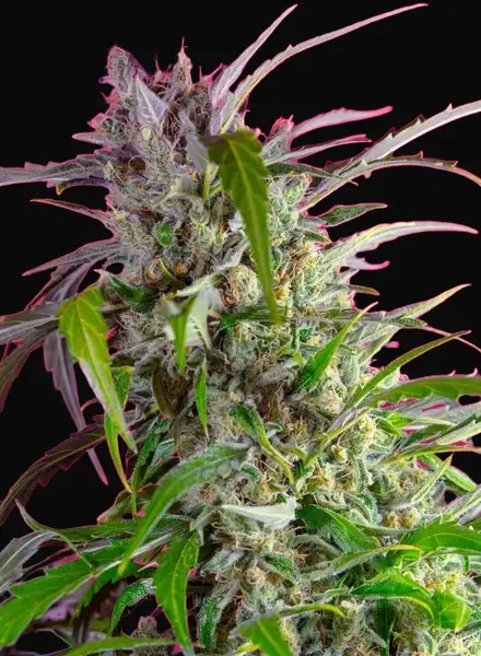 Crystal Candy Auto