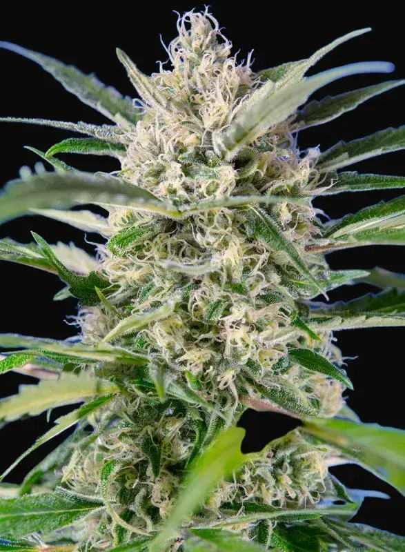 Crystal Candy Auto — zdjęcie 3