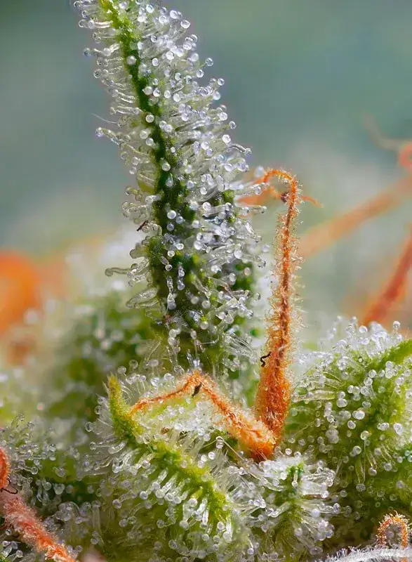 Crystal Candy Auto — zdjęcie 2