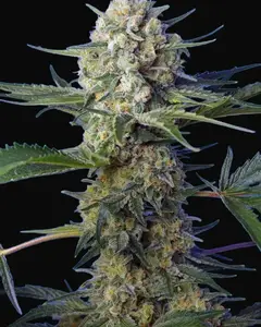 Crystal Candy F1 Fast Version