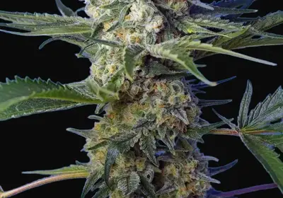 Crystal Candy F1 Fast Version