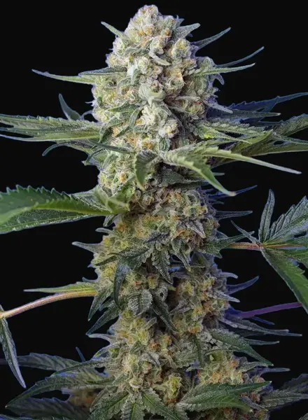 Crystal Candy F1 Fast Version