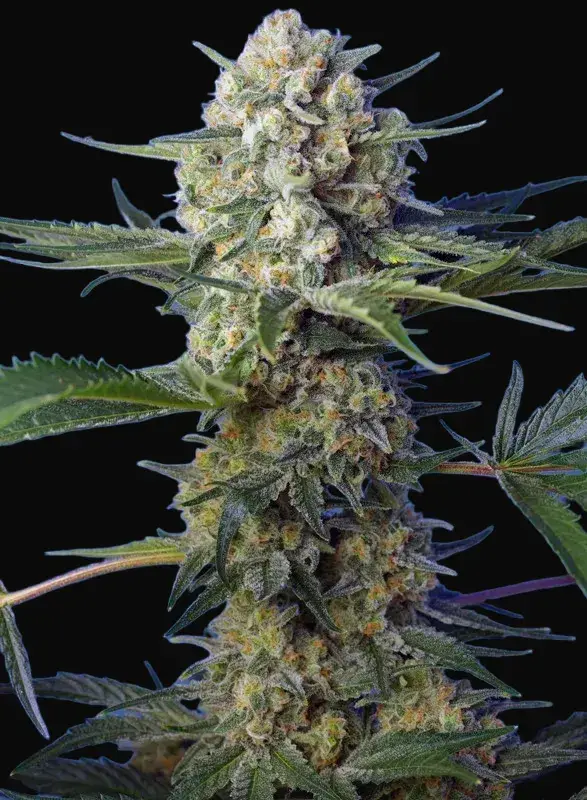 Crystal Candy F1 Fast Version