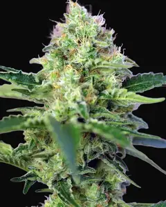 Crystal Candy