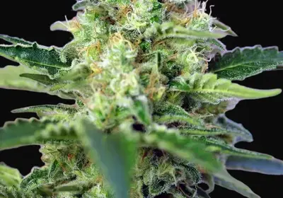 Crystal Candy