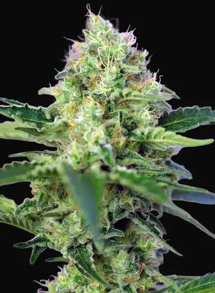 Crystal Candy
