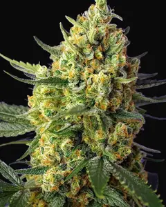 Crystal Candy XL Auto