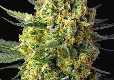 Crystal Candy XL Auto
