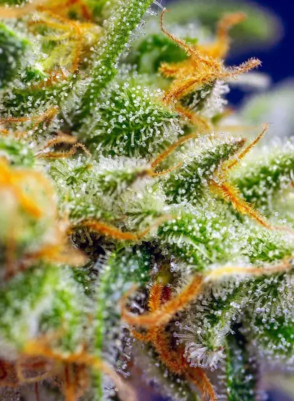 Crystal Candy XL Auto — zdjęcie 2