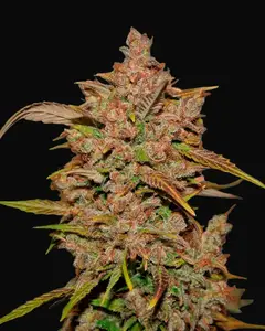 Crystal Meth Auto