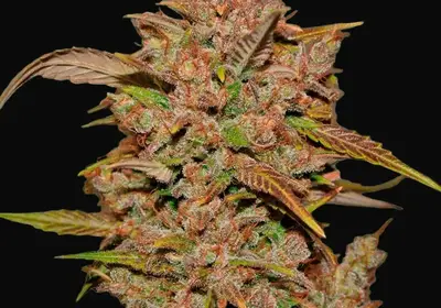 Crystal Meth Auto