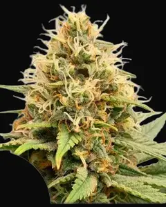 Crystal White Kush
