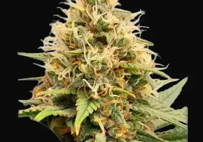 Crystal White Kush