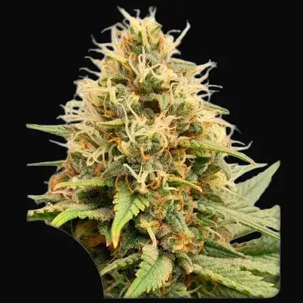 Crystal White Kush