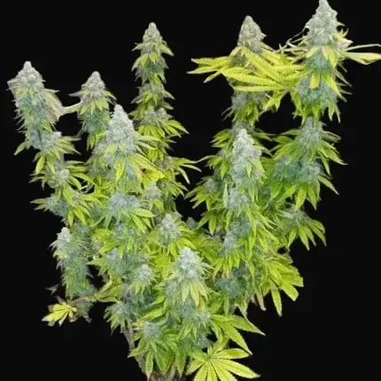 Crystal White Kush — zdjęcie 5