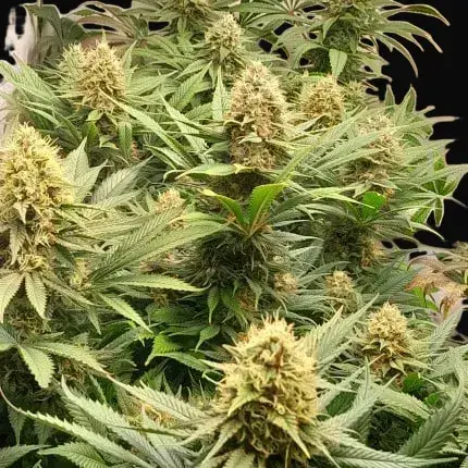 Crystal White Kush — zdjęcie 2