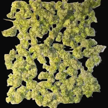 Crystal White Kush — zdjęcie 4