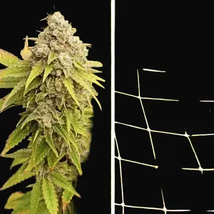 Crystal White Kush — zdjęcie 3