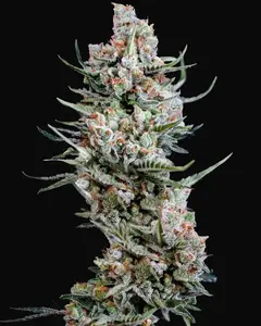 Crystal White