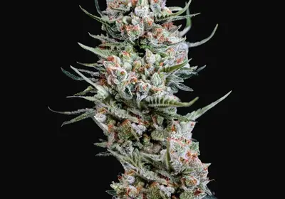Crystal White