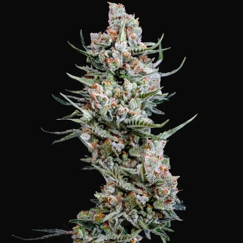 Crystal White