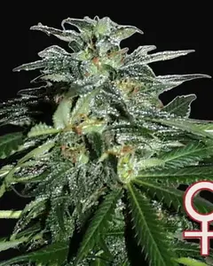 Cyber Cristal