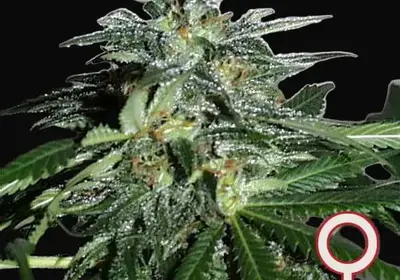 Cyber Cristal