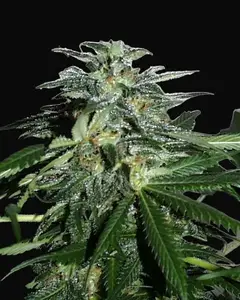 Cyber Cristal Regular